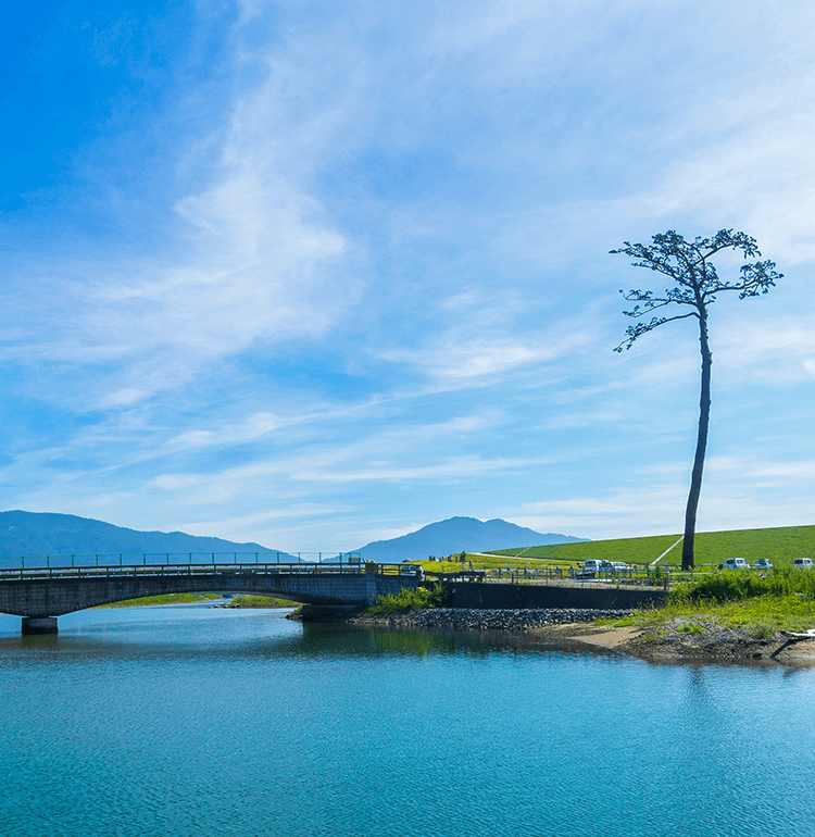 川を撮影した写真。青空の下、透き通った川の水が画像の手前から奥まで広がっており、川沿いには1本の大きな松の木が生えている。