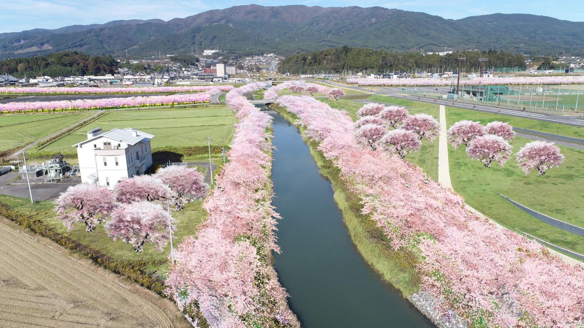 桜プロジェクトイメージ図