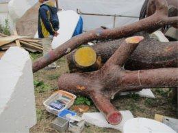 赤茶色の塗料で着色された枝部分のレプリカの写真