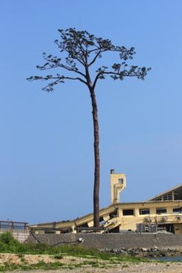 青空を背景に、復興のシンボルとして保存された奇跡の一本松の写真