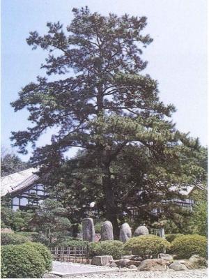 雲一つない青空の下陸前高田市小友町にある華蔵寺に堂々と生えている大きな宝珠マツの写真
