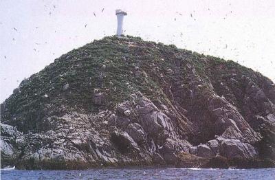 陸前高田市広田町にある無人島椿島の頂上に降りようとしているウミネコの群衆を遠目のアングルから撮影した写真