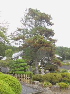 陸前高田市小友町にある華蔵寺に生えているやや茶色に変色した宝珠のマツの写真