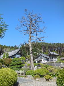 雲一つない青空の下陸前高田市小友町にある華蔵寺の宝珠のマツが完全に枯れて枝だけになっている様子を撮影した写真