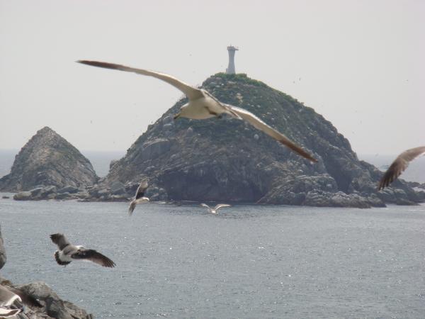 陸前高田市広田町にある無人島椿島をバックに飛ぶウミネコたちをアップで撮影した写真