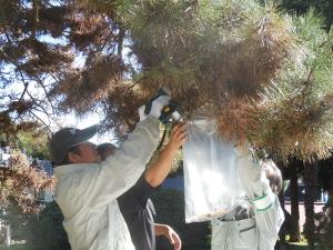 緑色のドリルを使用して華蔵寺にある宝珠マツの林片を松くい虫調査のために採取する男性とその左横と前方でゴミ袋を掲げ持つ2人の男性の写真
