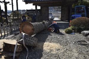 陸前高田市小友町にある華蔵寺の砂利道に置かれた宝珠マツの伐採した幹をさらに短く伐採している男性の写真