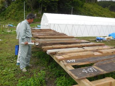 ビニールハウスの斜め前に置かれた木枠の上に並ぶ地域住民らが回収した吉田家住宅の残存部材を真剣な表情で調査する男性の写真
