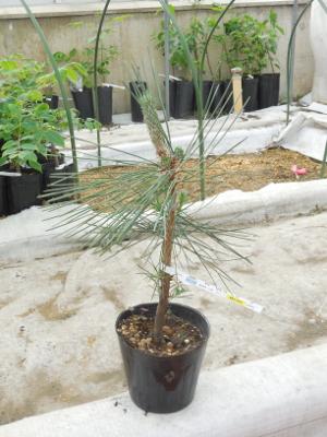 滝沢市にある森林総合研究所東北育種場で育つ黒色の植木鉢に入ったクローン苗木をややアップで撮影した写真