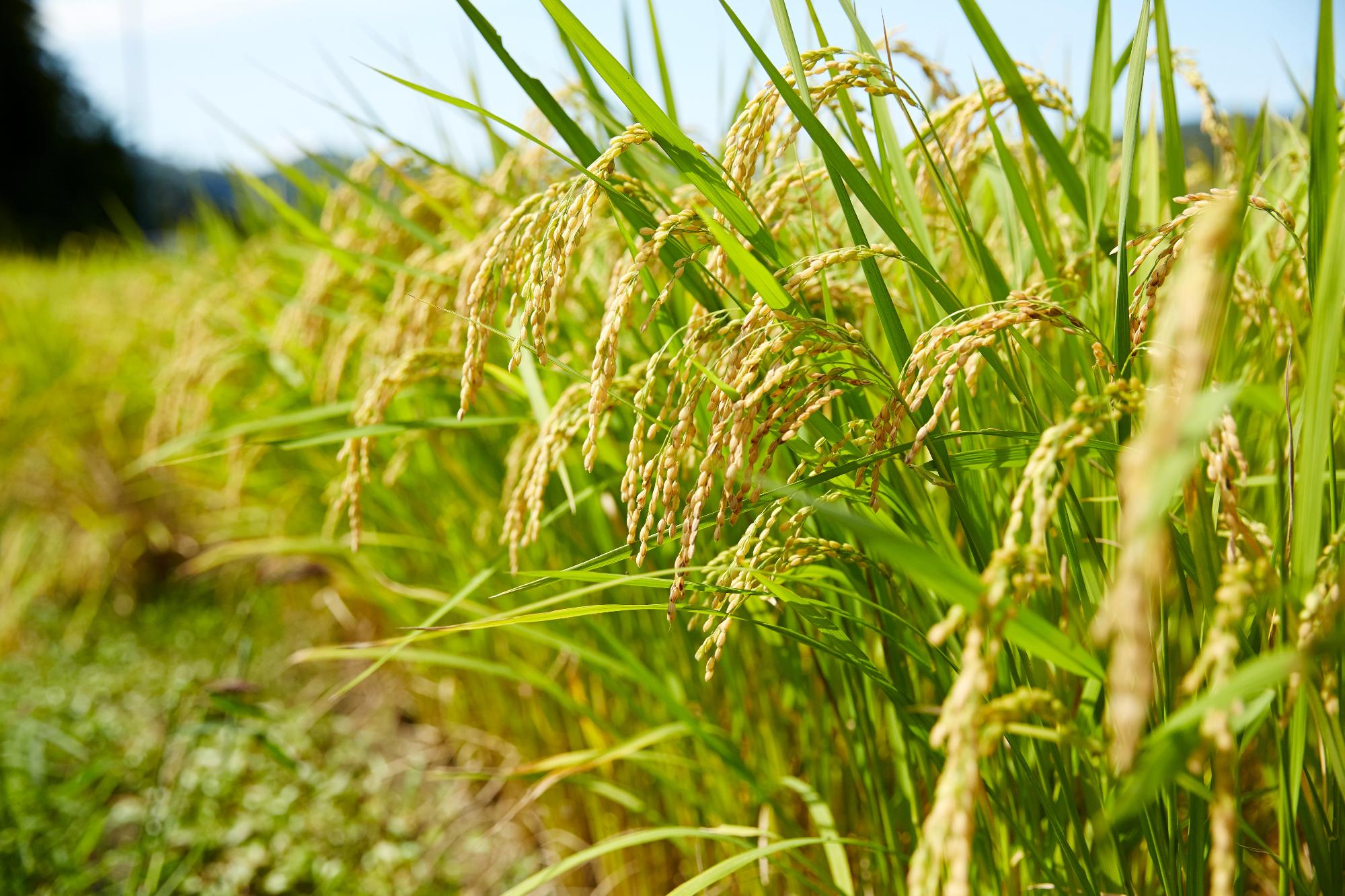稲穂が垂れている写真