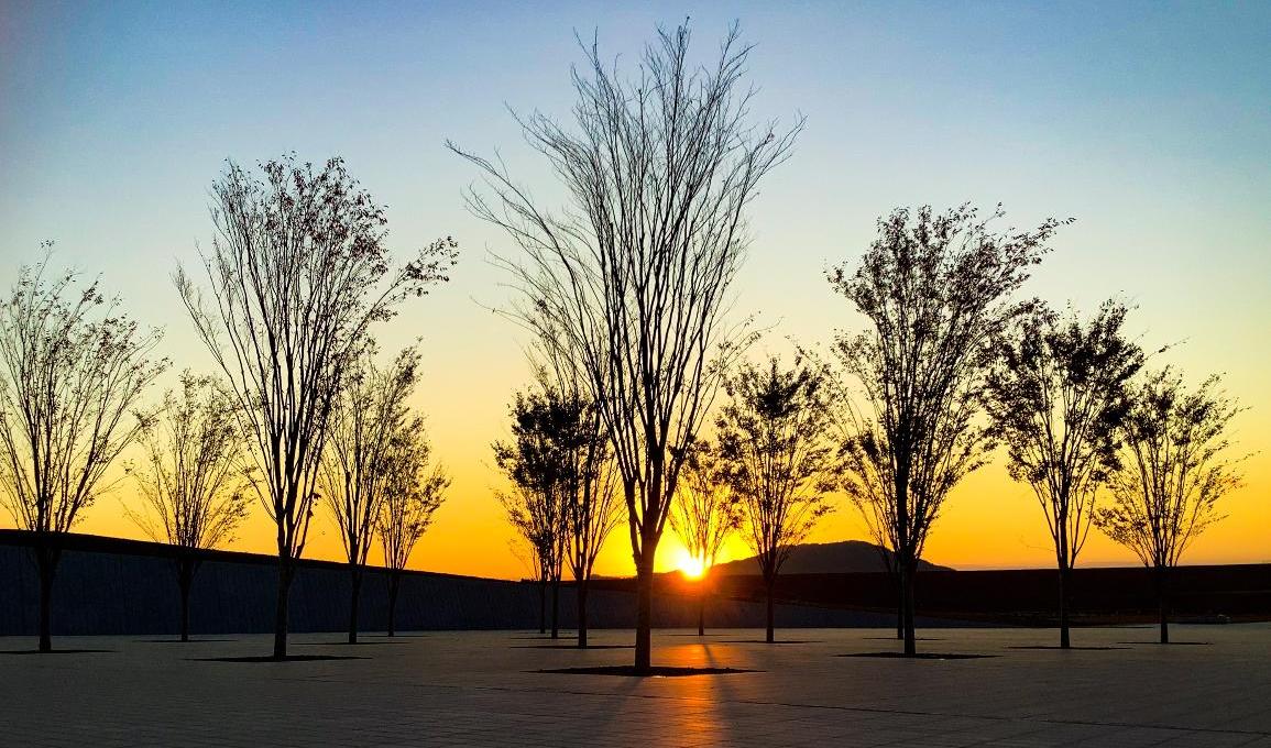 祈念公園内街路樹のバックには鮮やかなオレンジの夕日が沈む