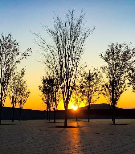 祈念公園内街路樹のバックには鮮やかなオレンジの夕日が沈む