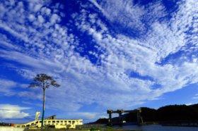 SAMPLEと書かれたいわし雲が流れる大空をバックに一本松を撮影した写真