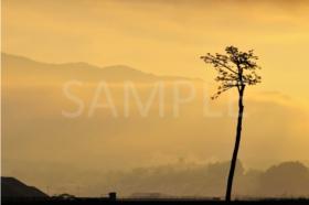 SAMPLEと書かれた黄金色に霞む空をバックに一本松を撮影した写真