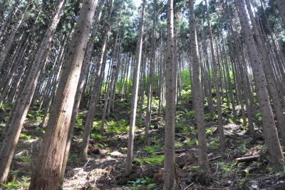真っ直ぐに高く木々が聳え立っている森林の写真