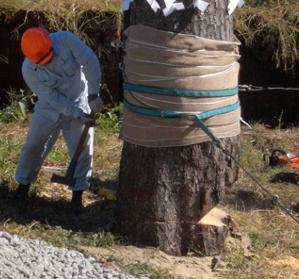 木の幹に布を巻き付け工具を構えて伐採作業をする作業員の写真