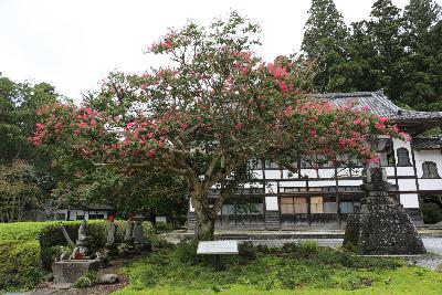 岩手県指定天然記念物普門寺のサルスベリの写真