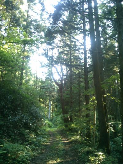 岩手県米崎町にある通岡峠の木々の間から射す木漏れ日を下方向から撮影した写真