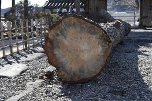 陸前高田市小友町にある華蔵寺の砂利道に置かれた宝珠マツの伐採した幹の断面写真