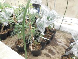 滝沢市にある森林総合研究所東北育種場で育つ黒色の植木鉢に入った10本のクローン苗木を縦に5本ずつ前後に並べた写真