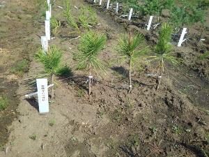 滝沢市にある森林総合研究所東北育種場で育つ土に横並びで等間隔に植えられた4本のクローン苗木の写真
