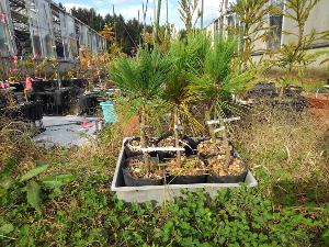 滝沢市にある森林総合研究所東北育種場で黒色の植木鉢に入った6本のクローン苗木を横に3本ずつ前後に並べた写真