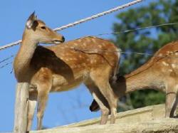 青空を背景に首を右方向に伸ばしているニホンジカとその横で首を屈めているニホンジカを撮影した写真